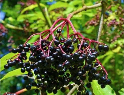 Bazga – čudesna biljka koja liječi i jača imunitet