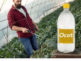 7 neobičnih načina upotrebe sirćeta u gredicama i vrtu: VRTLARI, ZAPAMTITE OVO ZA CIJELU GODINU!