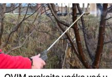OVIM prskajte VOĆKE već u februaru: NIJEDNA gljivica ili ŠTETOČINA neće imati šanse!