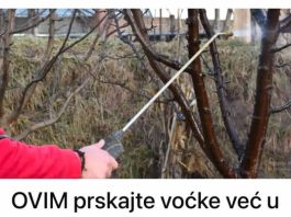 OVIM prskajte VOĆKE već u februaru: NIJEDNA gljivica ili ŠTETOČINA neće imati šanse!