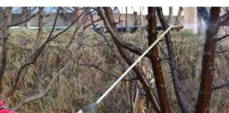 OVIM prskajte VOĆKE već u februaru: NIJEDNA gljivica ili ŠTETOČINA neće imati šanse!