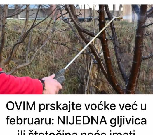 OVIM prskajte VOĆKE već u februaru: NIJEDNA gljivica ili ŠTETOČINA neće imati šanse!