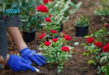 Cvijeće koje se sadi u februaru: Ove 4 vrste će cvjetati cijelo ljeto i krasiti vašu terasu