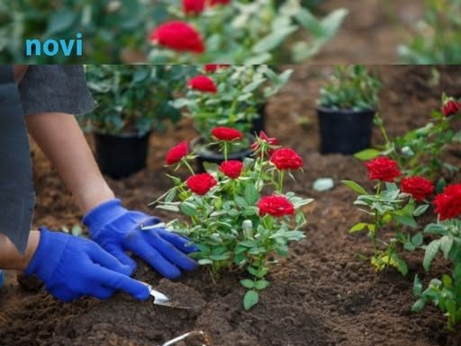 Cvijeće koje se sadi u februaru: Ove 4 vrste će cvjetati cijelo ljeto i krasiti vašu terasu