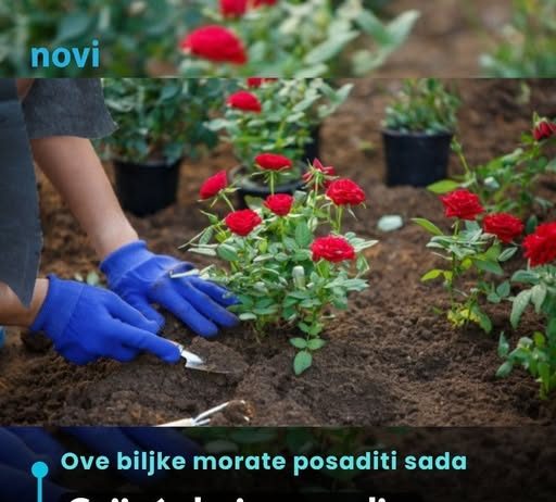 Cvijeće koje se sadi u februaru: Ove 4 vrste će cvjetati cijelo ljeto i krasiti vašu terasu