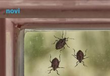 Smrdibube se užasno plaše jedne stvari: Samo stavite ovo kod ulaznih vrata i nestaće