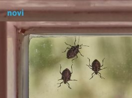 Smrdibube se užasno plaše jedne stvari: Samo stavite ovo kod ulaznih vrata i nestaće