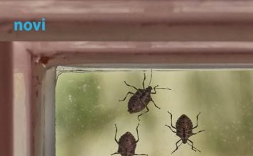 Smrdibube se užasno plaše jedne stvari: Samo stavite ovo kod ulaznih vrata i nestaće