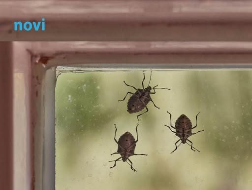 Smrdibube se užasno plaše jedne stvari: Samo stavite ovo kod ulaznih vrata i nestaće