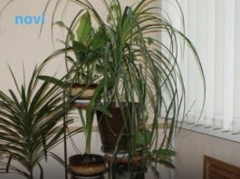 Kutak kuće koji je magnet za novac: Biljke postavite tamo!