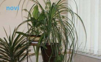 Kutak kuće koji je magnet za novac: Biljke postavite tamo!