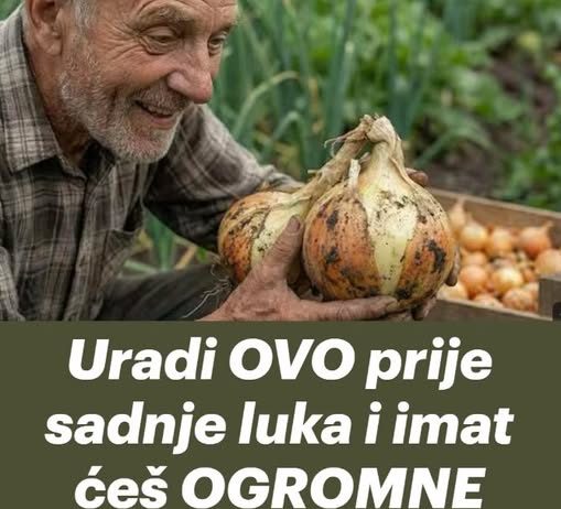 Uradi ovo prije sadnje luka i imat ćeš OGROMNE lukovice!