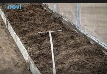 7 vrsta povrća koje se ne đubre nikad: Rastu samo od vode i sunca