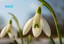 Šta znači kad visibabe procvjetaju prije kraja februara? Evo kakvo nas čeka proljeće