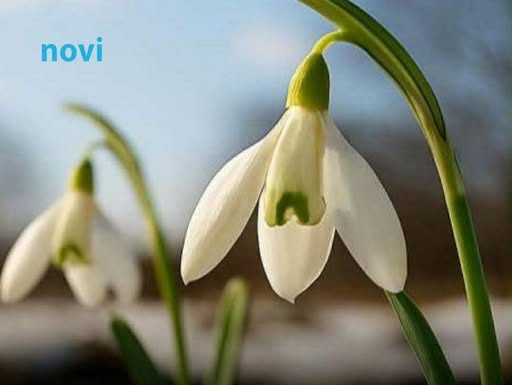 Šta znači kad visibabe procvjetaju prije kraja februara? Evo kakvo nas čeka proljeće