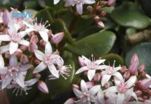 Što više raste, više sreće i novca donosi: 1 sastojak iz kuhinje i drvo novca buja kao nikad