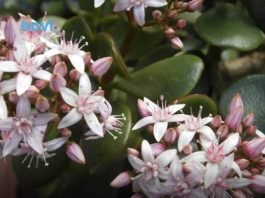 Što više raste, više sreće i novca donosi: 1 sastojak iz kuhinje i drvo novca buja kao nikad