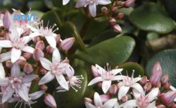 Što više raste, više sreće i novca donosi: 1 sastojak iz kuhinje i drvo novca buja kao nikad