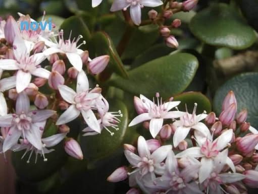 Što više raste, više sreće i novca donosi: 1 sastojak iz kuhinje i drvo novca buja kao nikad