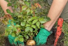 SADNJA RUŽA POMOĆU KROMPIRA: Uspijeva baš svima, a kraljica cvijeća će se primiti iz prve