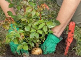 SADNJA RUŽA POMOĆU KROMPIRA: Uspijeva baš svima, a kraljica cvijeća će se primiti iz prve