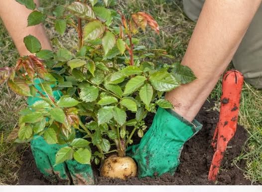 SADNJA RUŽA POMOĆU KROMPIRA: Uspijeva baš svima, a kraljica cvijeća će se primiti iz prve