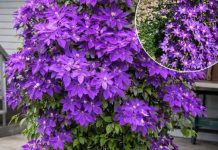 Kako uzgajati klematis u saksiji: Kompletan vodič za uspješan uzgoj vinove loze u saksijama