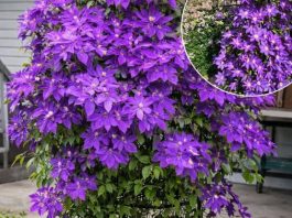 Kako uzgajati klematis u saksiji: Kompletan vodič za uspješan uzgoj vinove loze u saksijama