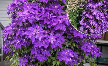 Kako uzgajati klematis u saksiji: Kompletan vodič za uspješan uzgoj vinove loze u saksijama