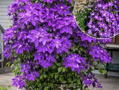 Kako uzgajati klematis u saksiji: Kompletan vodič za uspješan uzgoj vinove loze u saksijama