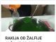 RAKIJA OD ŽALFIJE JAČA JE OD SVAKE HEMIJE: Ova 3 Recepta Obavezno Čuvajte Za Zdravlje Vas I Vaše Porodice