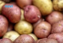 Ovaj stari trik naših baka garantuje rekordni prinos luka i krompira – bez ijedne kapi hemije!