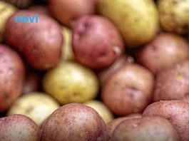 Ovaj stari trik naših baka garantuje rekordni prinos luka i krompira – bez ijedne kapi hemije!