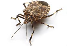 Na ovaj prirodan način ćete se rešiti dosadnih smrdibuba u svom domu: Ključ je u tome gde ćete staviti ovo sredstvo od samo 2 sastojka