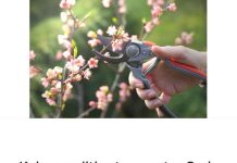 Kako urediti vrt u martu: Sada se postavljaju temelji bašte koja će cvetati sve do kasne jeseni