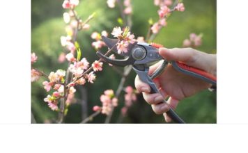 Kako urediti vrt u martu: Sada se postavljaju temelji bašte koja će cvetati sve do kasne jeseni