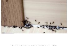 SAMO 1 KAP I MRAVI ĆE POBJEĆI IZ VAŠE KUĆE ZA 2 SEKUNDE… Najefikasni kućni TRIK…