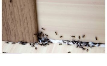 SAMO 1 KAP I MRAVI ĆE POBJEĆI IZ VAŠE KUĆE ZA 2 SEKUNDE… Najefikasni kućni TRIK…