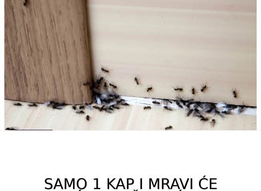 SAMO 1 KAP I MRAVI ĆE POBJEĆI IZ VAŠE KUĆE ZA 2 SEKUNDE… Najefikasni kućni TRIK…