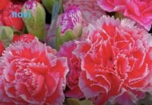 Ovaj cvijet se ne poklanja ženama za 8. mart, jer se smatra da donosi nesreću