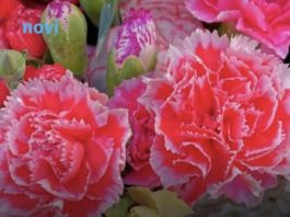 Ovaj cvijet se ne poklanja ženama za 8. mart, jer se smatra da donosi nesreću