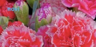 Ovaj cvijet se ne poklanja ženama za 8. mart, jer se smatra da donosi nesreću