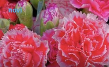 Ovaj cvijet se ne poklanja ženama za 8. mart, jer se smatra da donosi nesreću