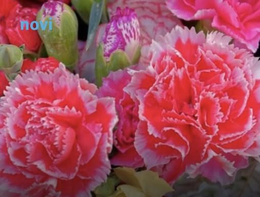 Ovaj cvijet se ne poklanja ženama za 8. mart, jer se smatra da donosi nesreću