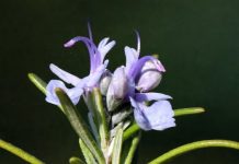 Ruzmarin kao lek za lice