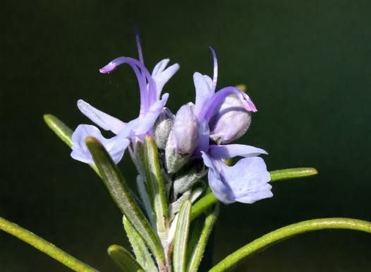 Ruzmarin kao lek za lice