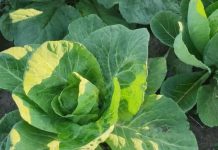 Ako vas bole zglobovi OVA BILJKA ĆE VAS SPASITI: Jeftina je i ukusna, a REZULTAT ĆE VAS ODUŠEVITI!