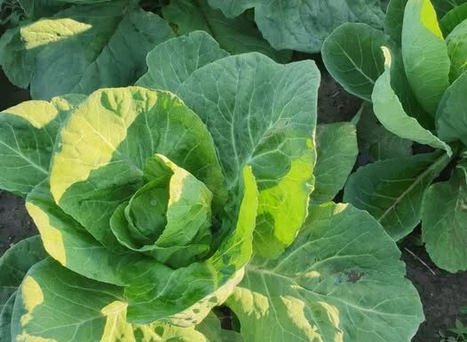 Ako vas bole zglobovi OVA BILJKA ĆE VAS SPASITI: Jeftina je i ukusna, a REZULTAT ĆE VAS ODUŠEVITI!