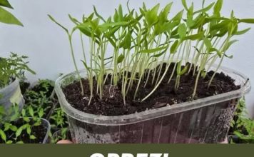 OPREZ! Spriječite da rasad postane izdužen (mlitav) uz ove jednostavne trikove!