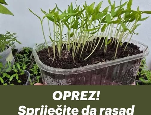 OPREZ! Spriječite da rasad postane izdužen (mlitav) uz ove jednostavne trikove!